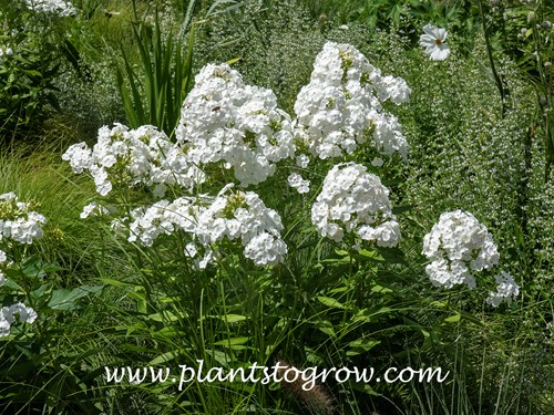 Phlox David (Phlox paniculata)
Growing in the monochromatic 'Moonlight Meadow'. (end of July)